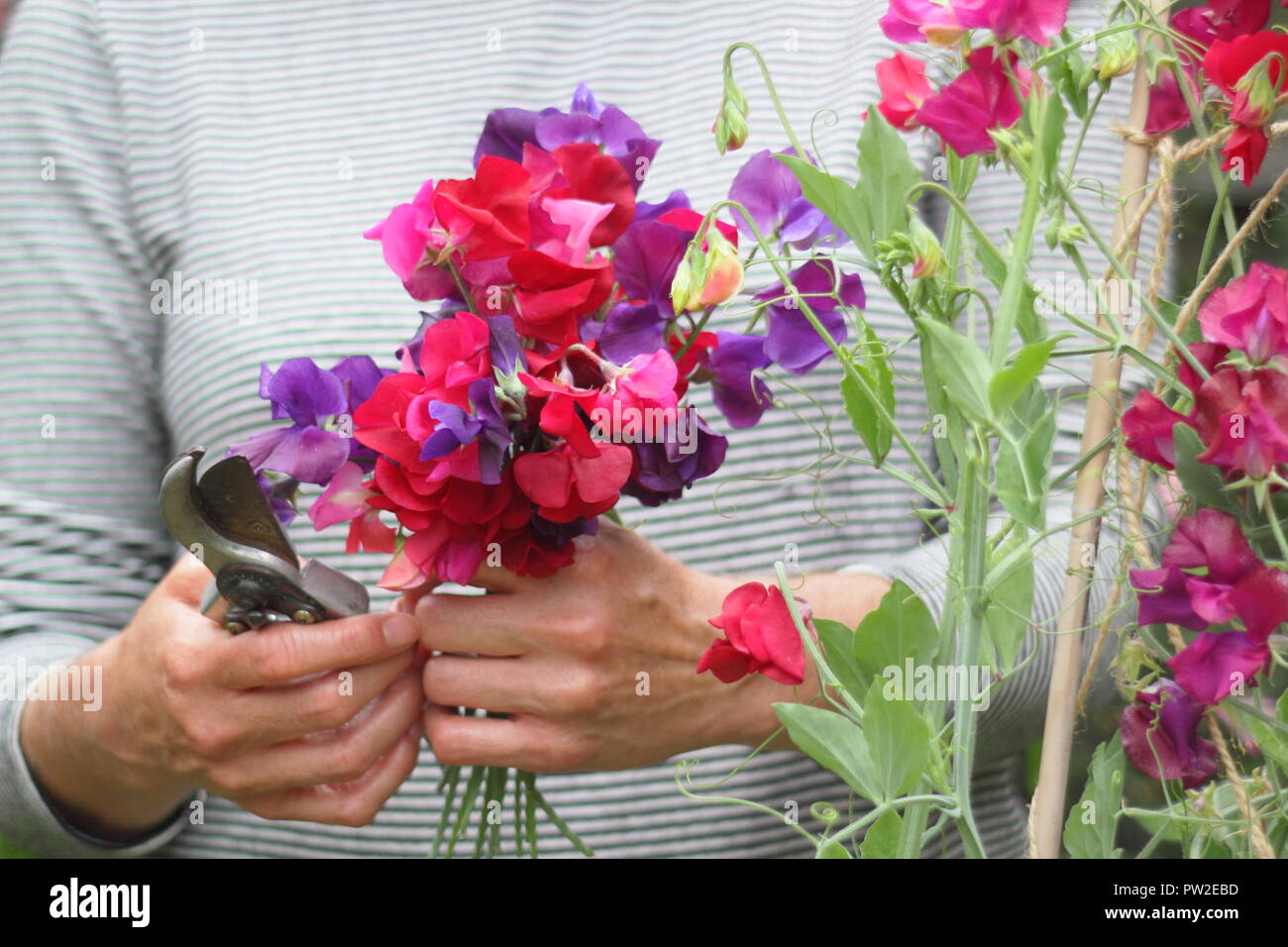 Lathyrus odoratus. Picking 'Spencer' sweet peas from plant climbing up a cane wigwam in an English garden, UK Stock Photo