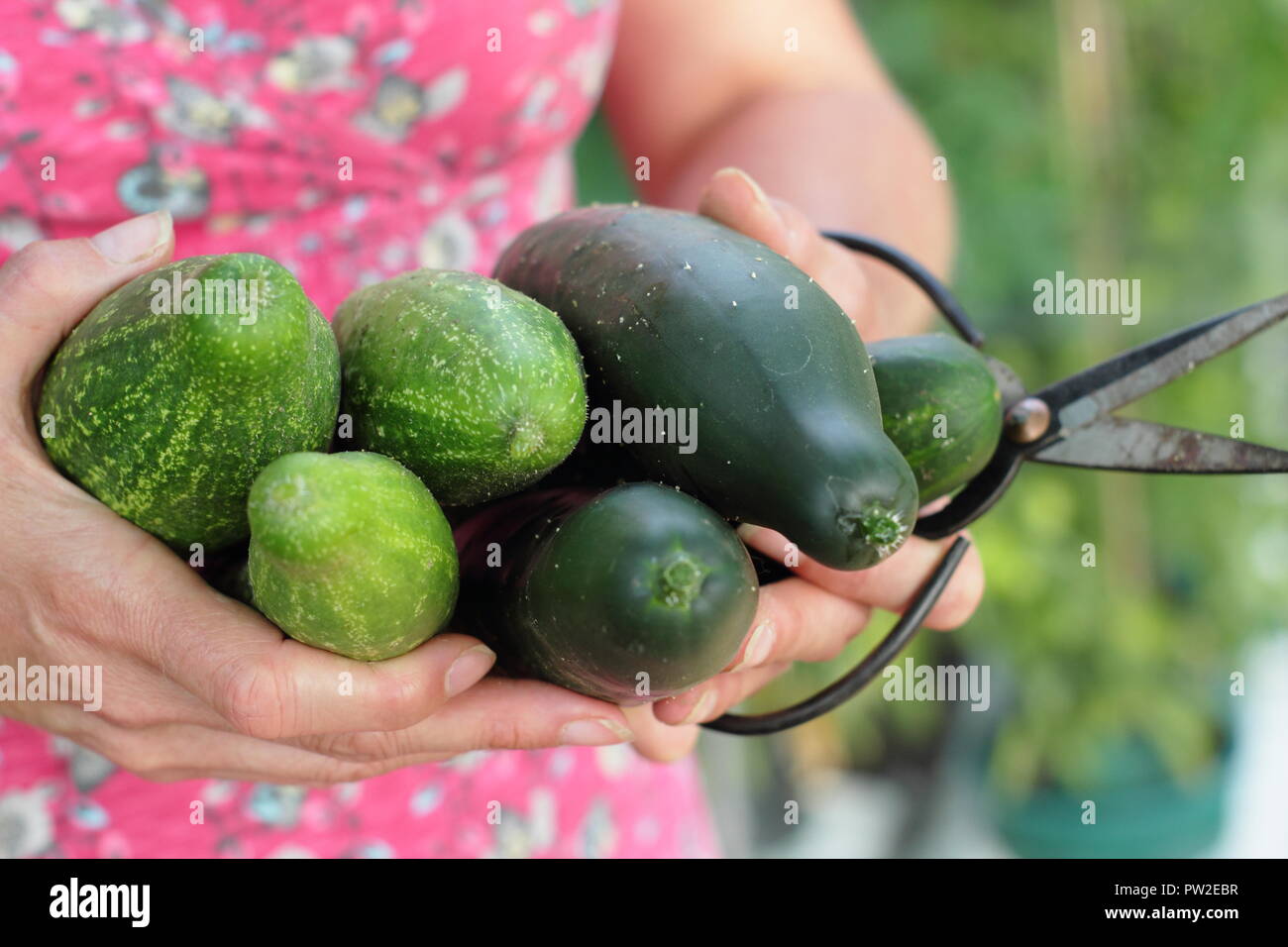 Delikate female hand hires stock photography and images Alamy