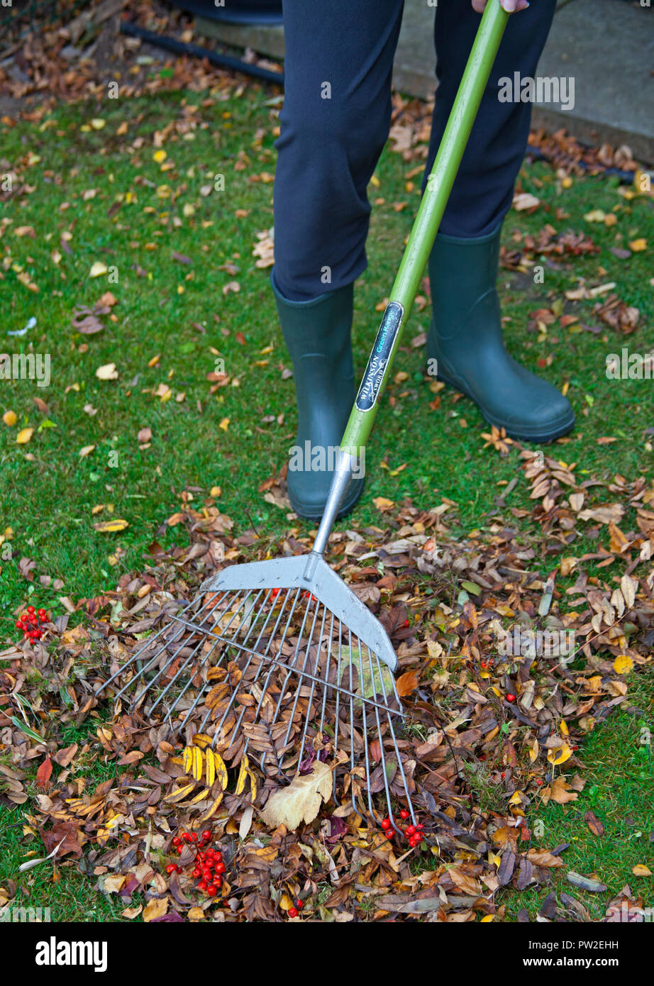 Raking leaves in garden during Autumn season, Edinburgh, Scotland, UK Stock Photo
