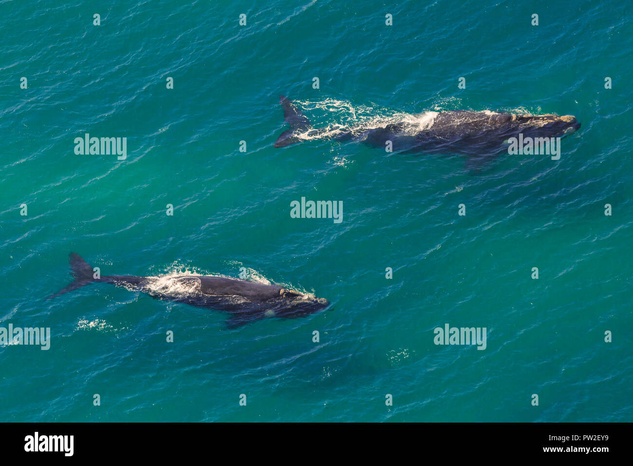 Whales: Mother and Calf off the shore in St Lucia, South Africa one of the top Safari Tour destinations. Aerial view. Stock Photo