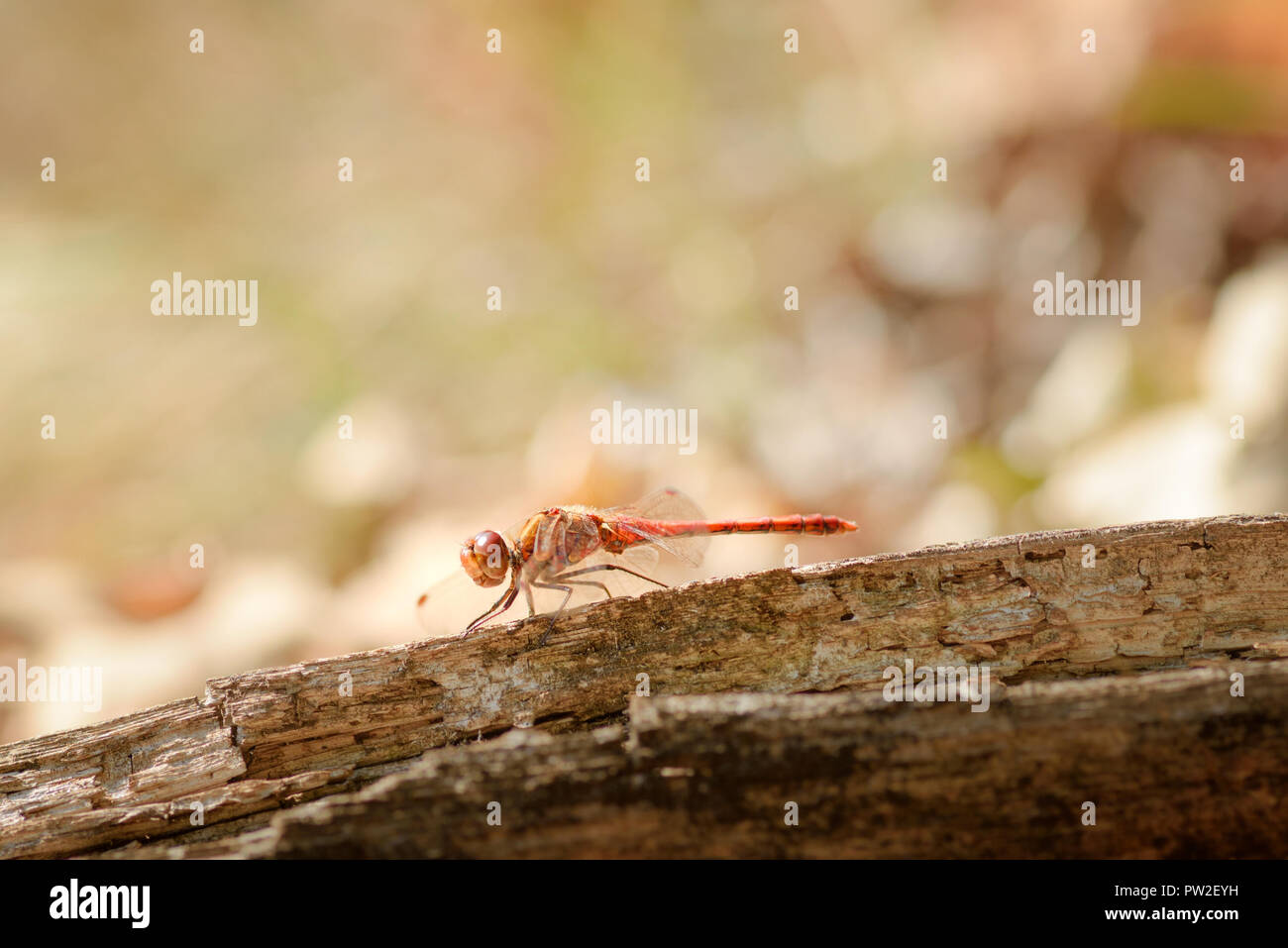 The ruddy darter - Sympetrum sanguineum is a species of dragonfly of the family Libellulidae, male Stock Photo
