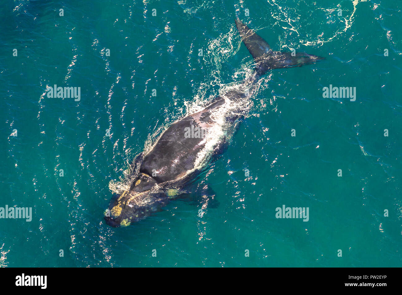Adult Whale in the sea. St Lucia in South Africa is one of the top Safari Tour destinations. Aerial view. Stock Photo