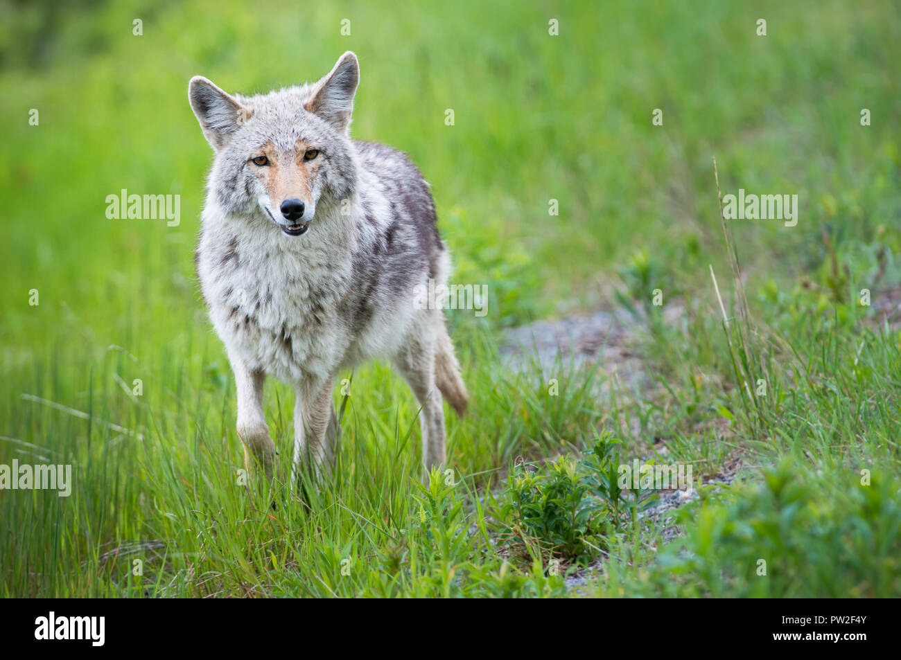 Cayodi Coyote in the wild Stock Photo - Alamy
