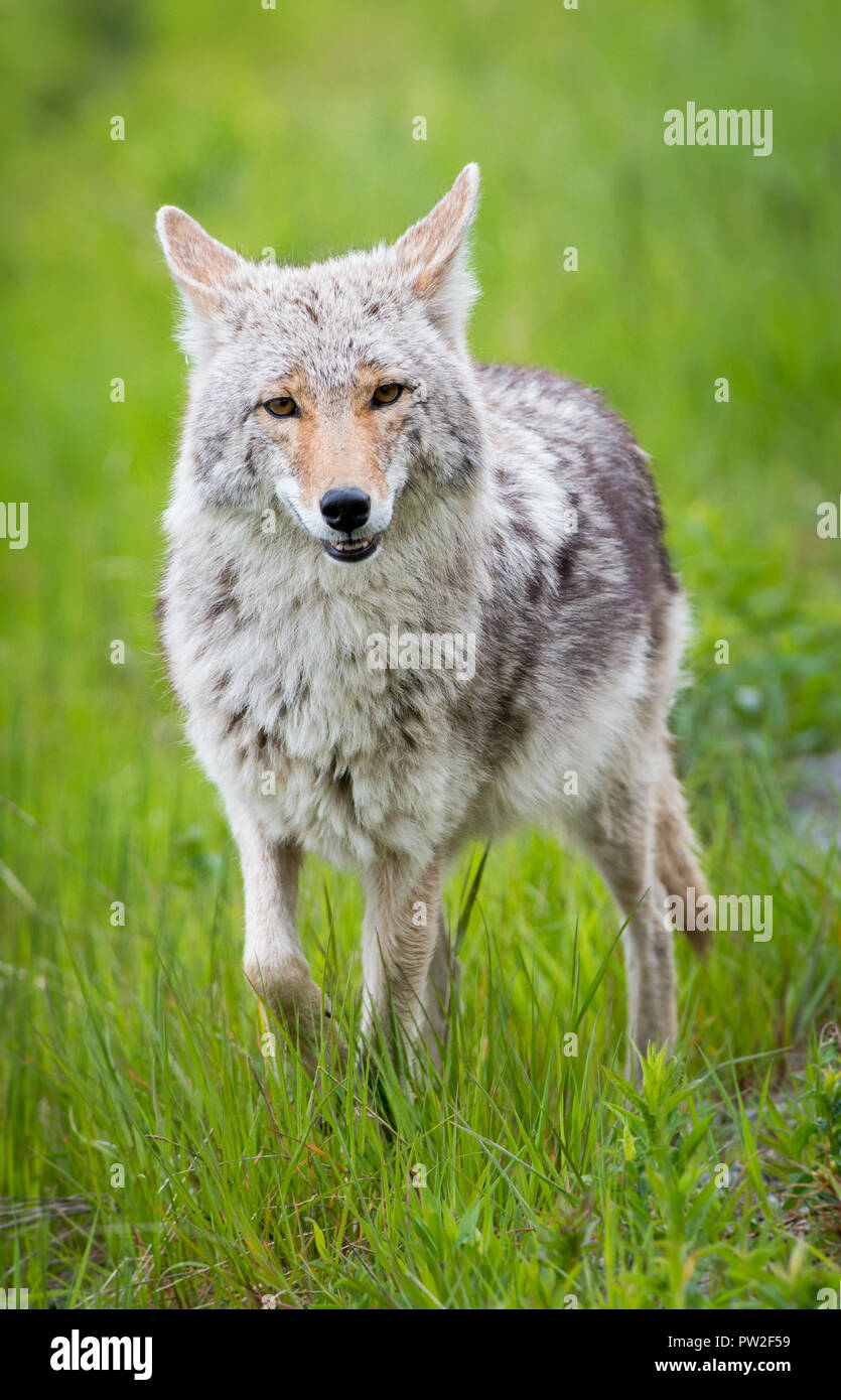 Cayodi Coyote in the wild Stock Photo - Alamy