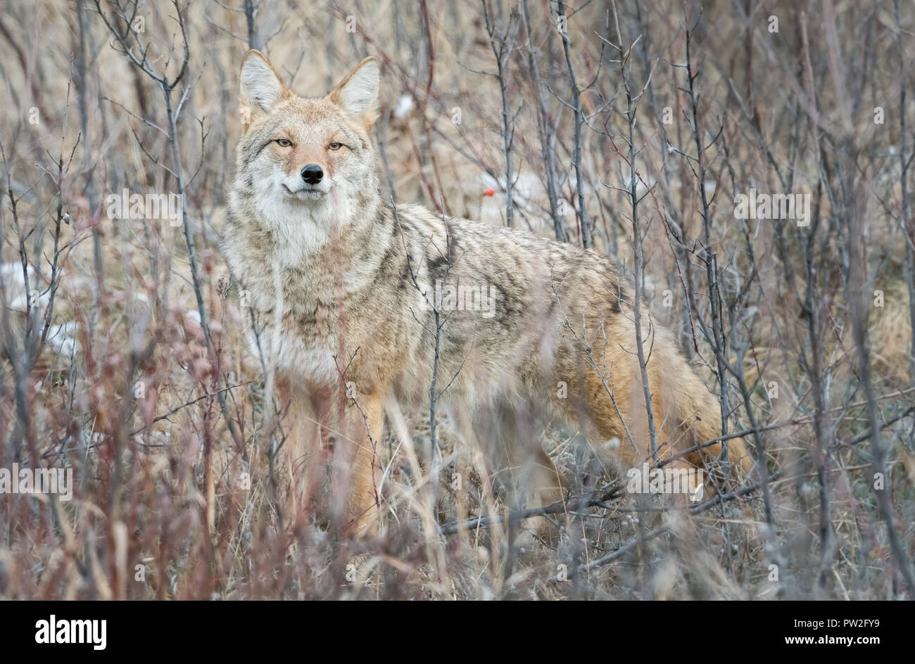 Cayodi Coyote in the wild Stock Photo - Alamy