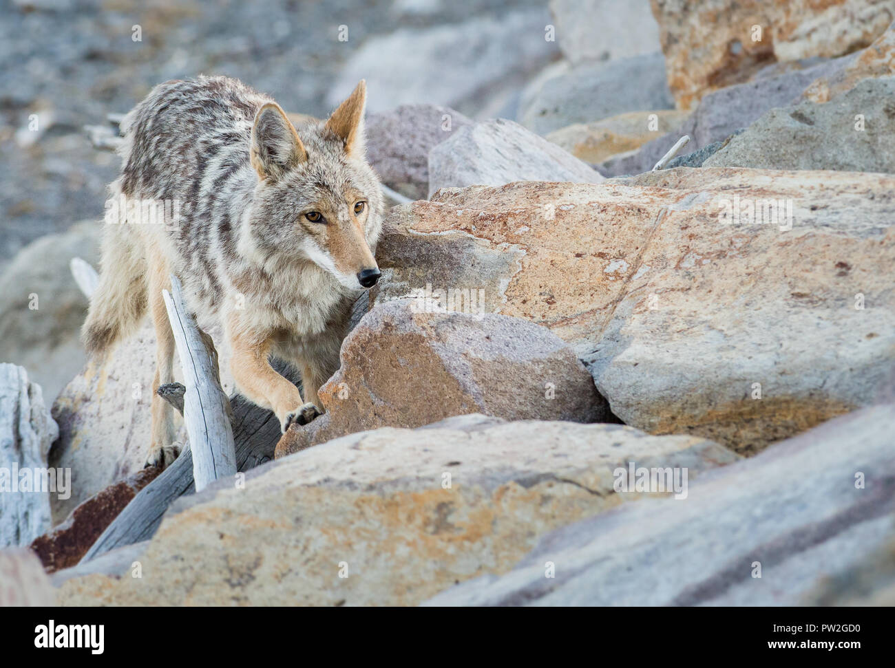 Cayodi Coyote in the wild Stock Photo - Alamy