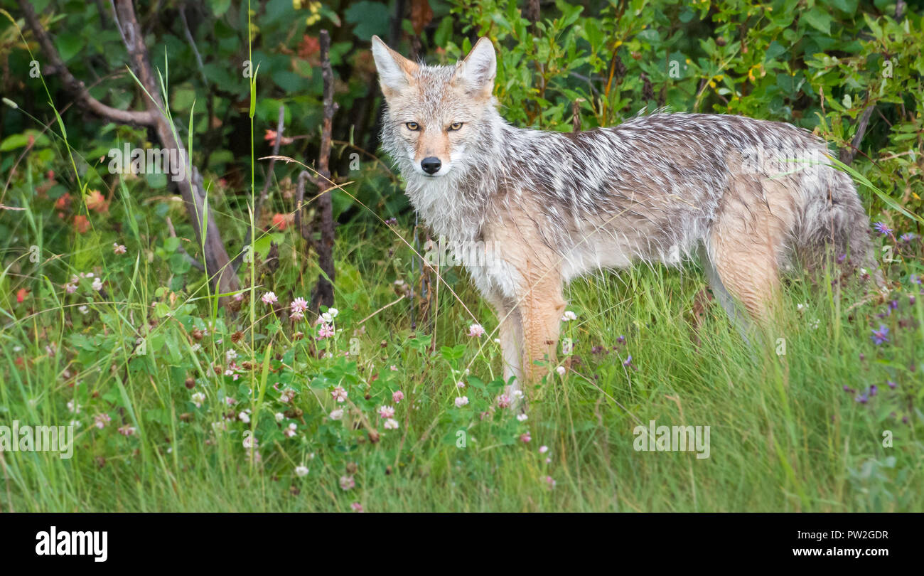 Cayodi Coyote in the wild Stock Photo - Alamy