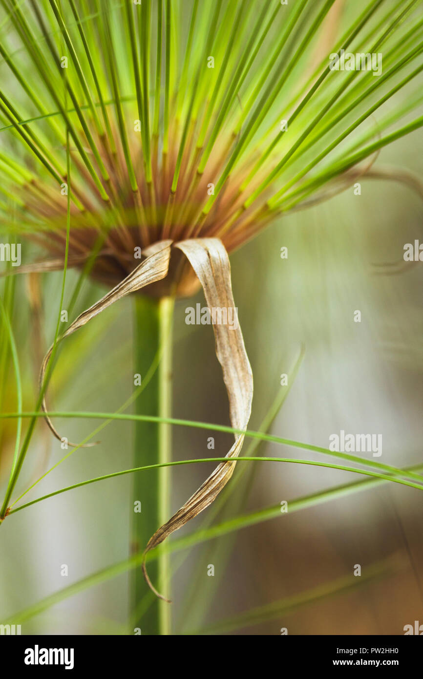 A detailed close up of a lush green papyrus grass bloom with a softly blurred background. Stock Photo
