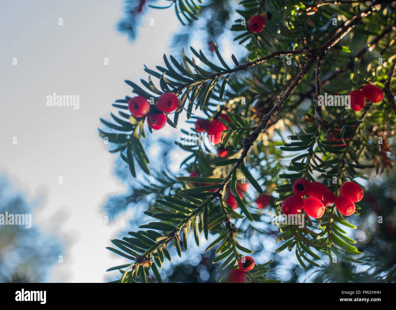 Westonbirt Arboretum, Tetbury, Gloucestershire, UK Stock Photo