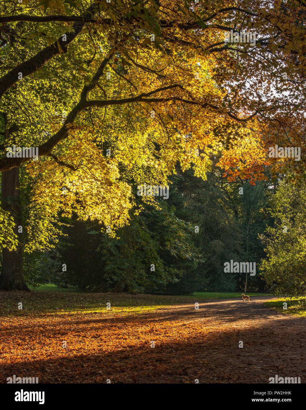 Border Terrier waits patiently in the Autumn sunshine for owners on a walk at Westonbirt Arboretum, Gloucestershire. Stock Photo