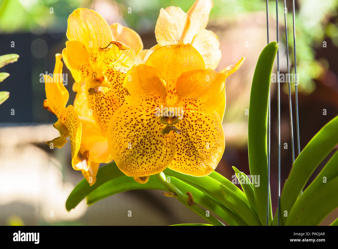 V.Vivian x Ascda.Suksamram Gold Hybrid Orchid Flower in Cairns, Australia Stock Photo