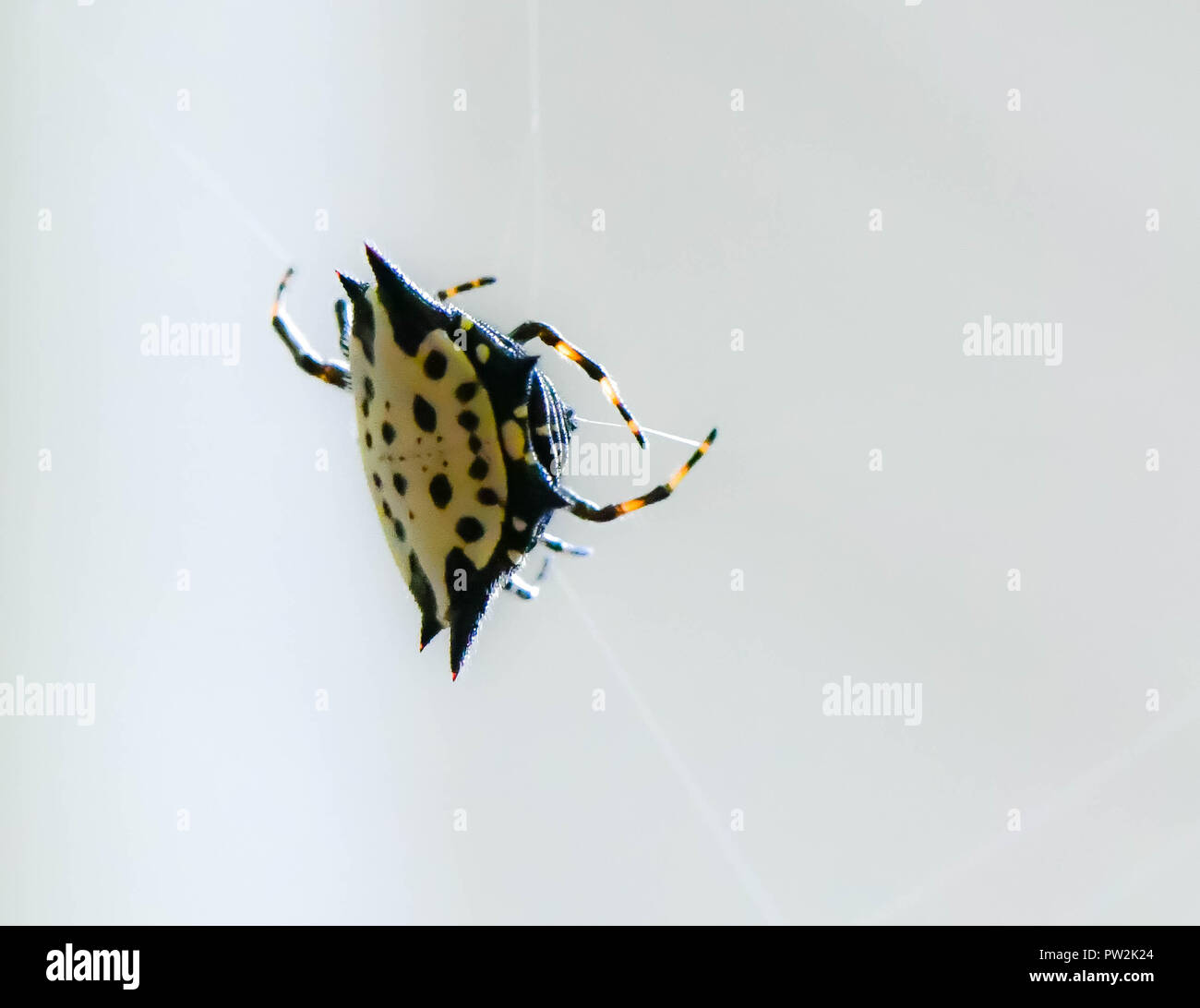 A spiny backed orb weaver spider spinning its web, Marietta, Georgia, USA Stock Photo