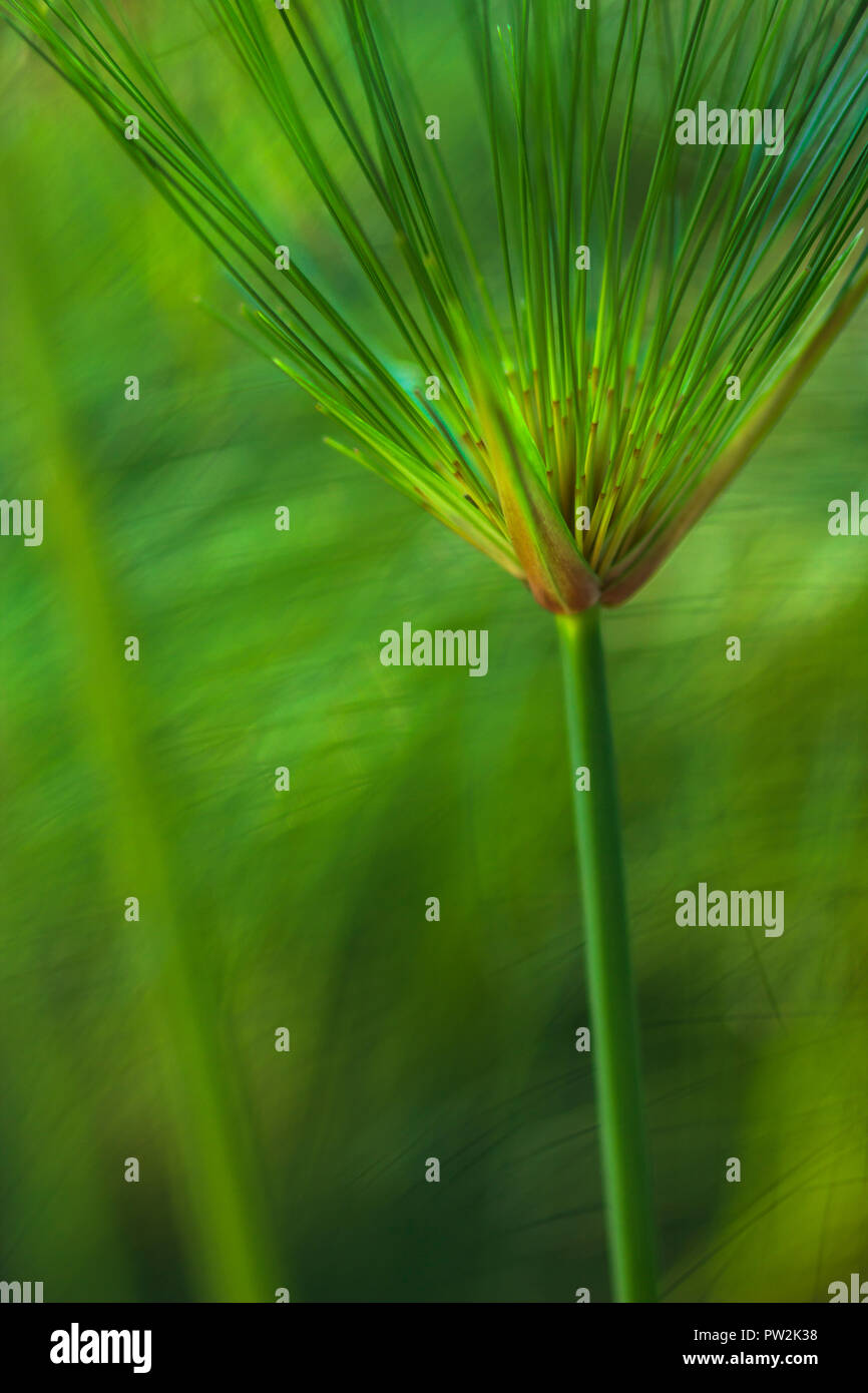 A detailed close up of a lush green papyrus grass bloom with a softly blurred background. Stock Photo
