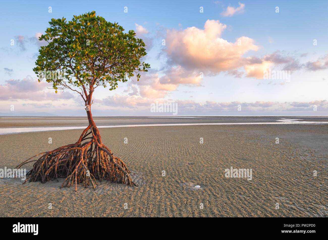 Solitary red mangrove tree awaits the return of the tide on sand flats at Yule Point in Far North Queensland. Stock Photo