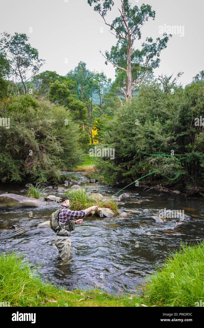 Expert fly-fishing angler, well prepared  and continuing to hone his fly-fishing skills in a wild river habitat. Stock Photo