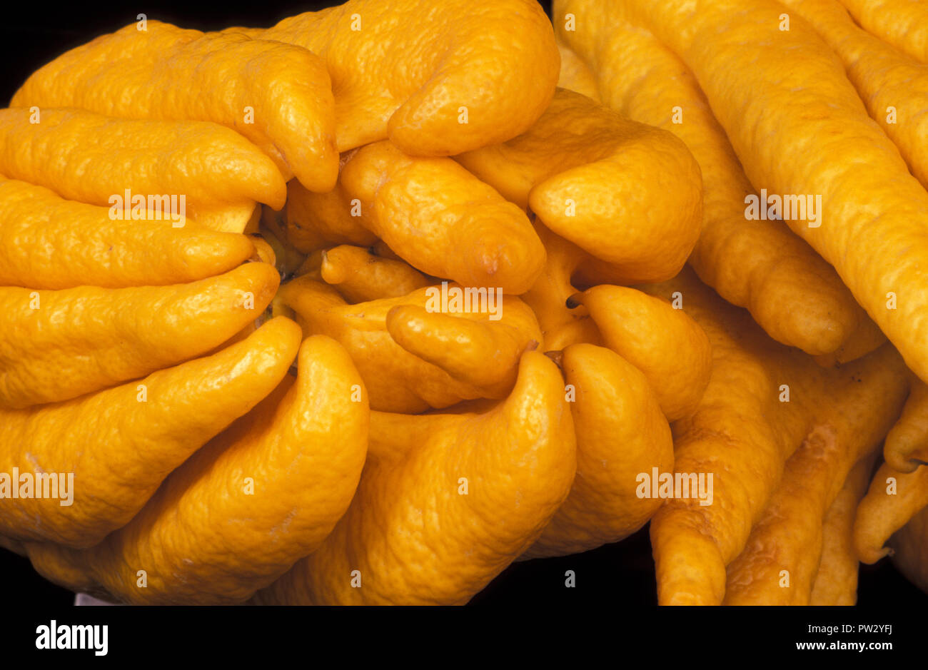FINGER CITRONS 'BUDDHA'S HAND' (CITRUS MEDICA) RUTACEAE. Stock Photo