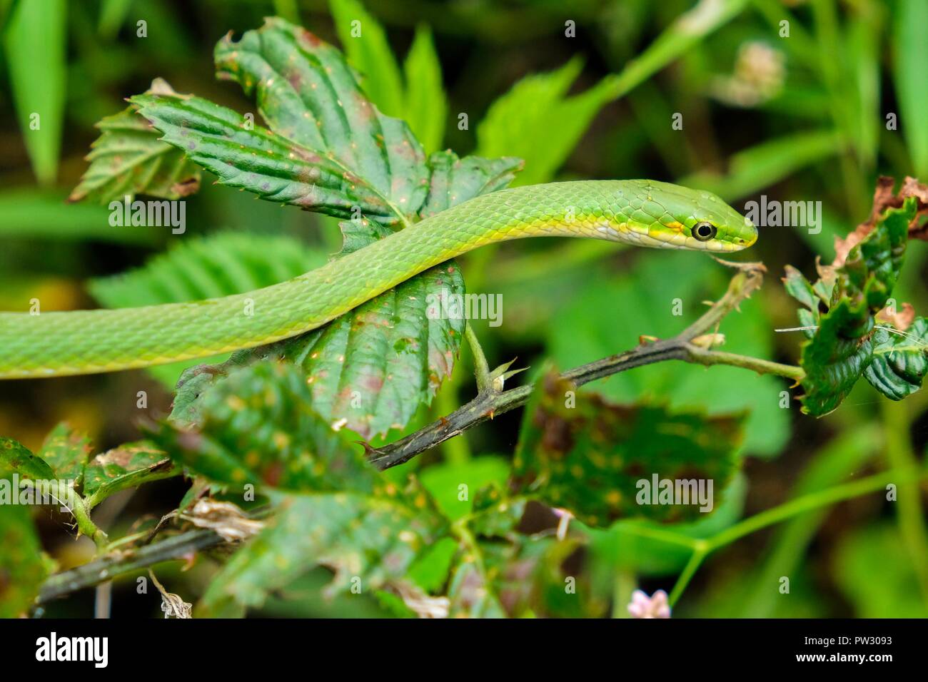 A rough greensnake, also known as a green grass snake, lies motionless