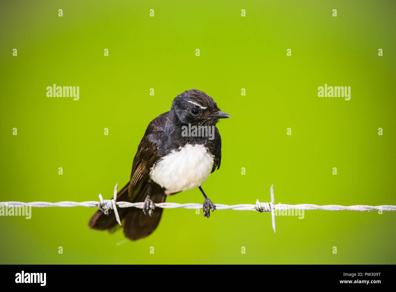 Willie Wagtail mother stands alert and on guard perched on a barbed wire fence near her nest. Stock Photo