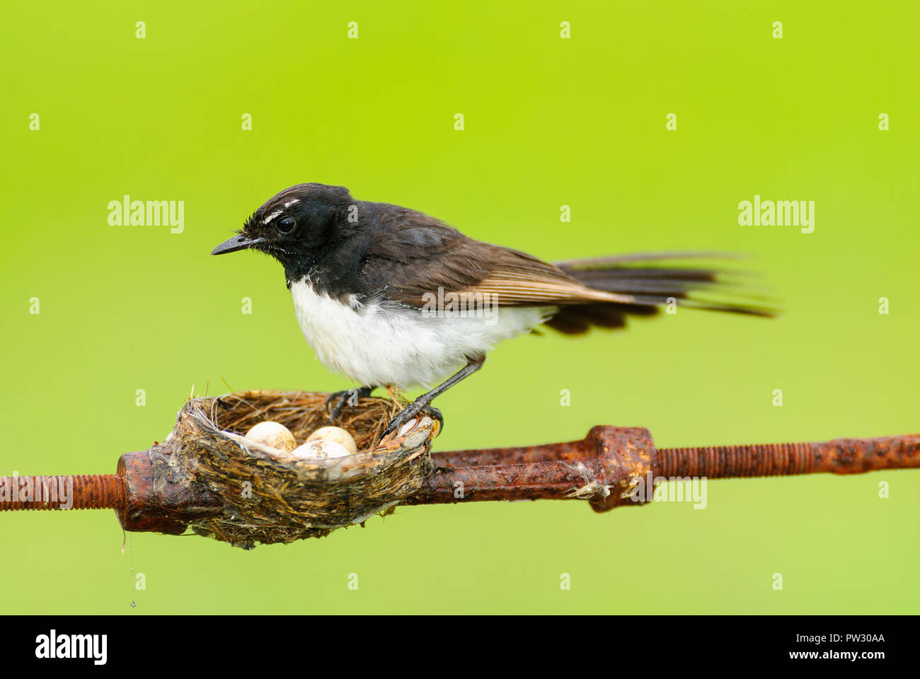 Willie Wagtail mother having built her nest precariously on a boundary ...