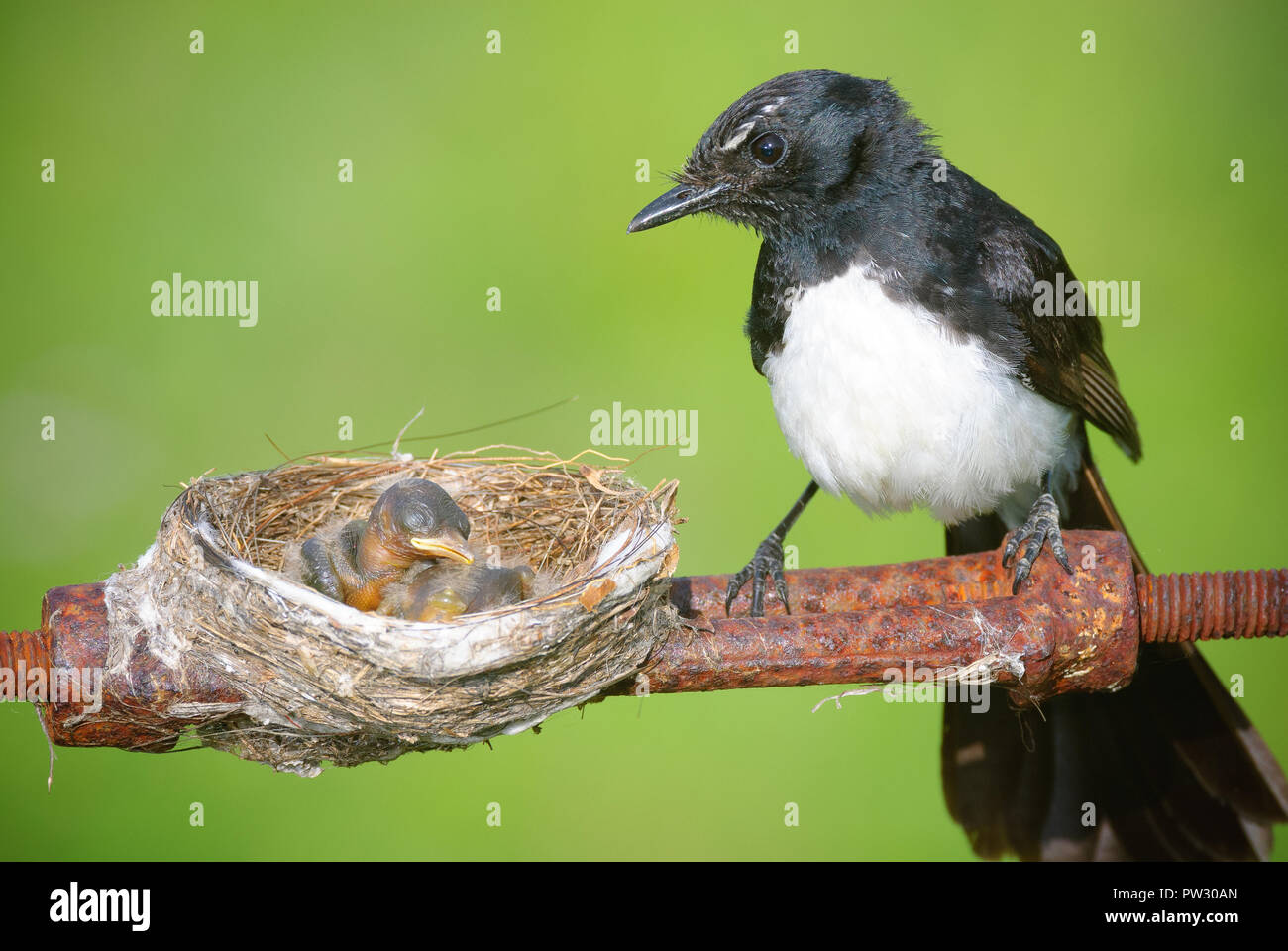 Willie Wagtail mother having built her nest precariously on a boundary ...