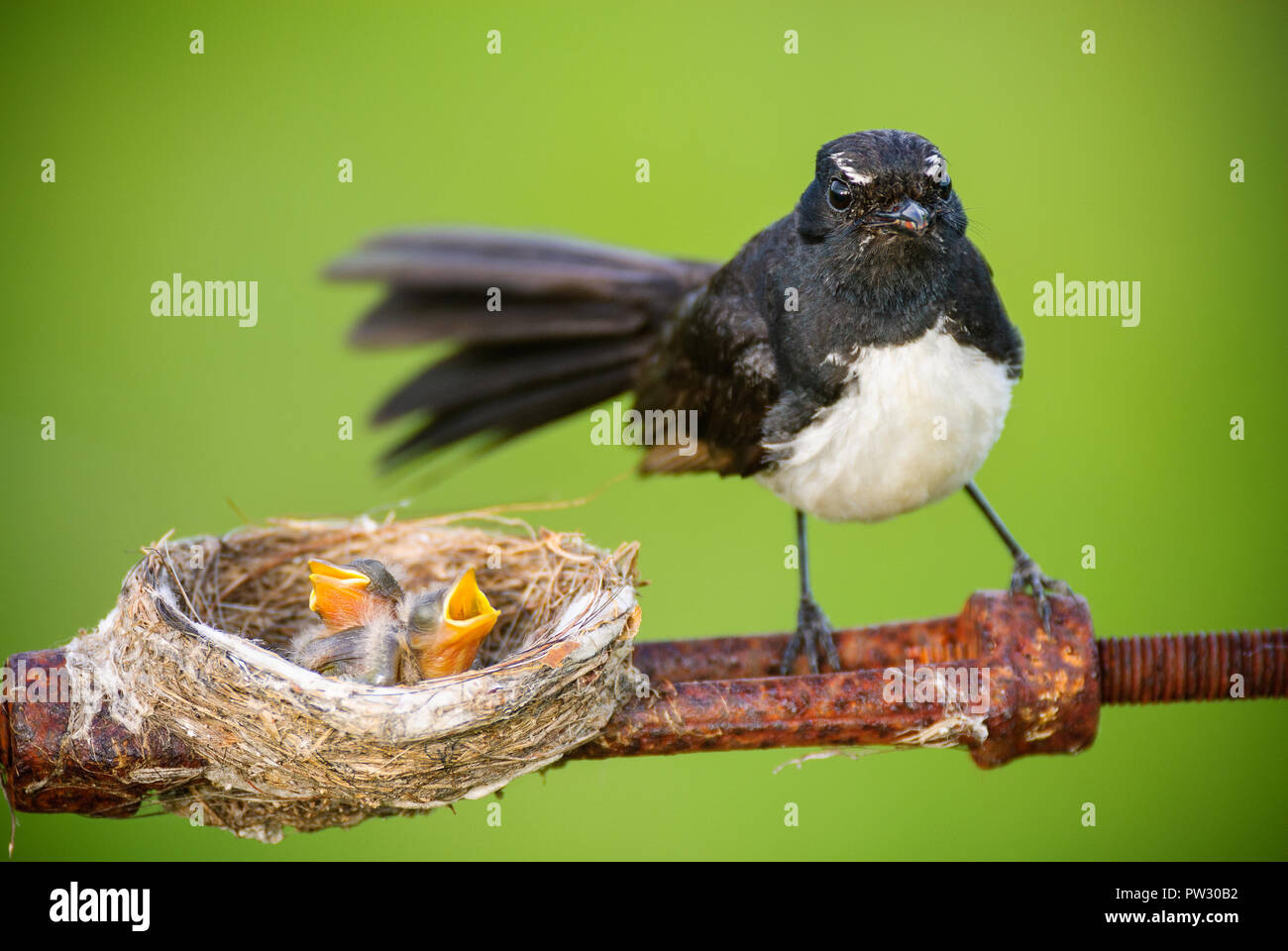 Willie Wagtail mother having built her nest precariously on a bound…