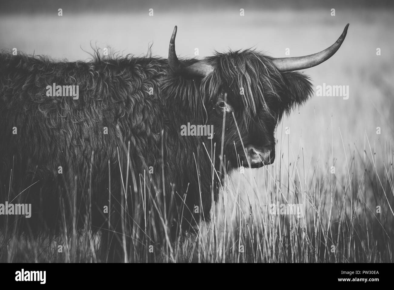 Highland cow Black and White Stock Photos & Images Alamy — free download