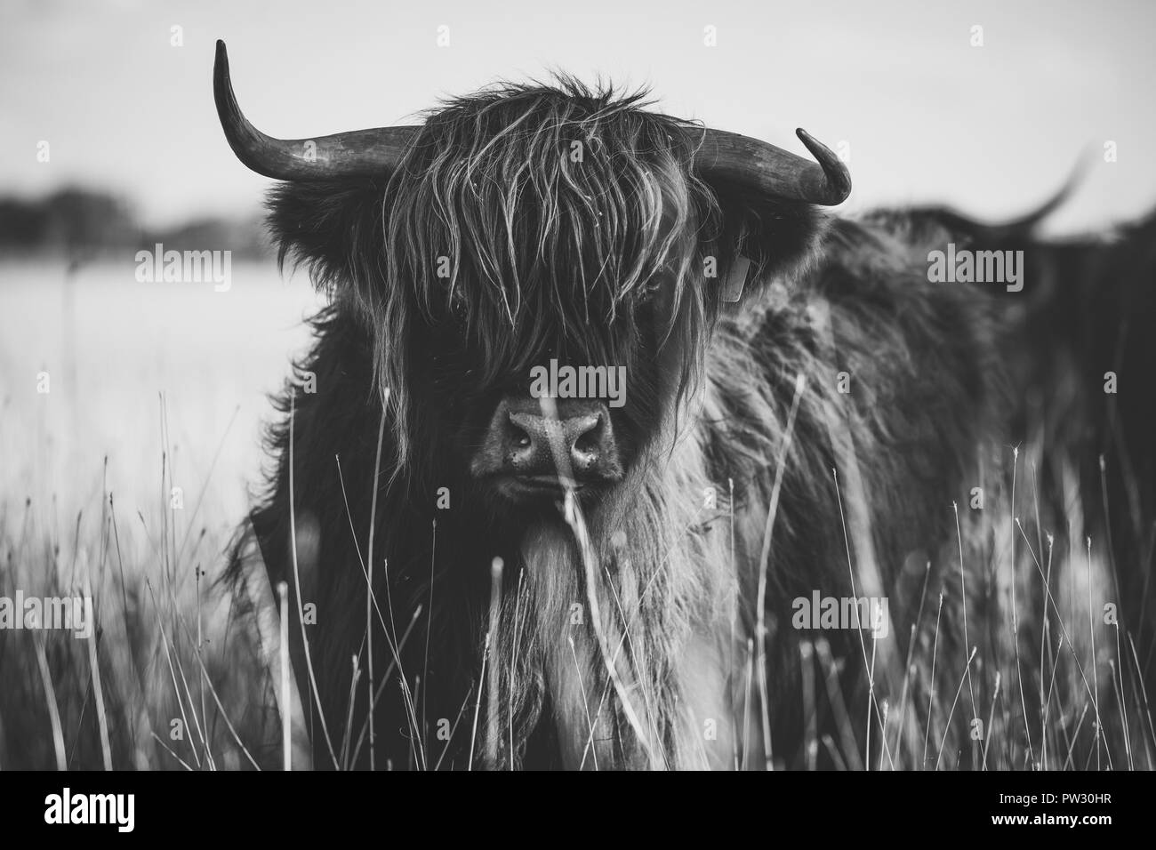 Highland cow Black and White Stock Photos & Images Alamy — free download
