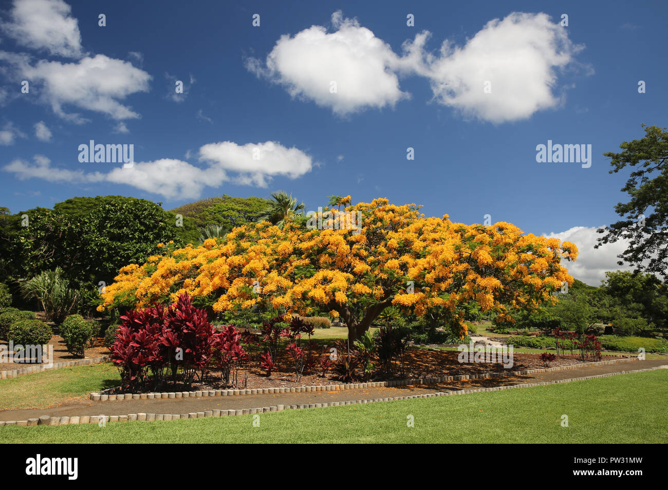 Delonix Regia Yellow tree, Honolulu, Hawaii Stock Photo