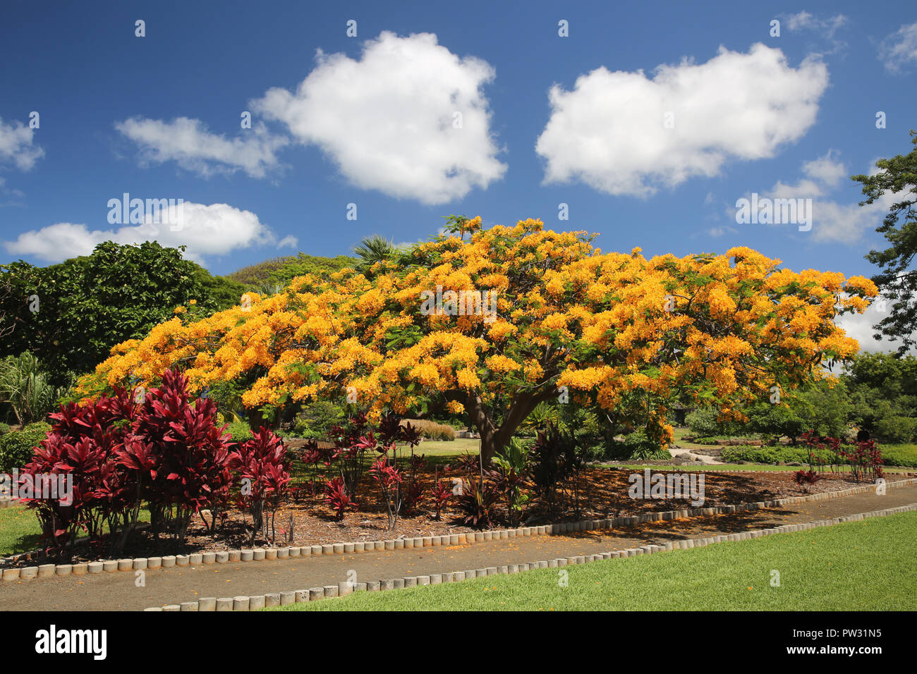 Yellow poinciana tree hires stock photography and images Alamy
