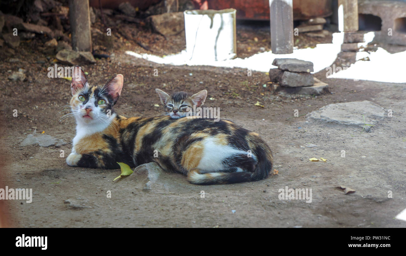 The cat and its young lying on one another in the yard Stock Photo