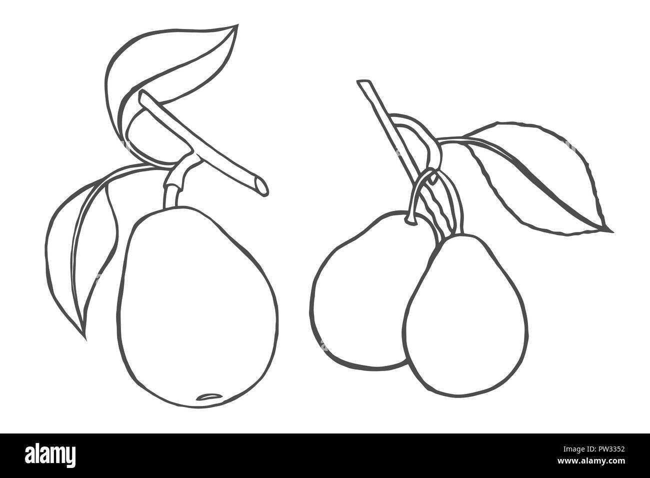 Pears Isolated Sweet Fruit Vector Sketch Vintage Illustration Coloring Book Page For Adult Hand Drawn Artwork Clean Eating Concept For Juice Bot Stock Vector Image Art Alamy
