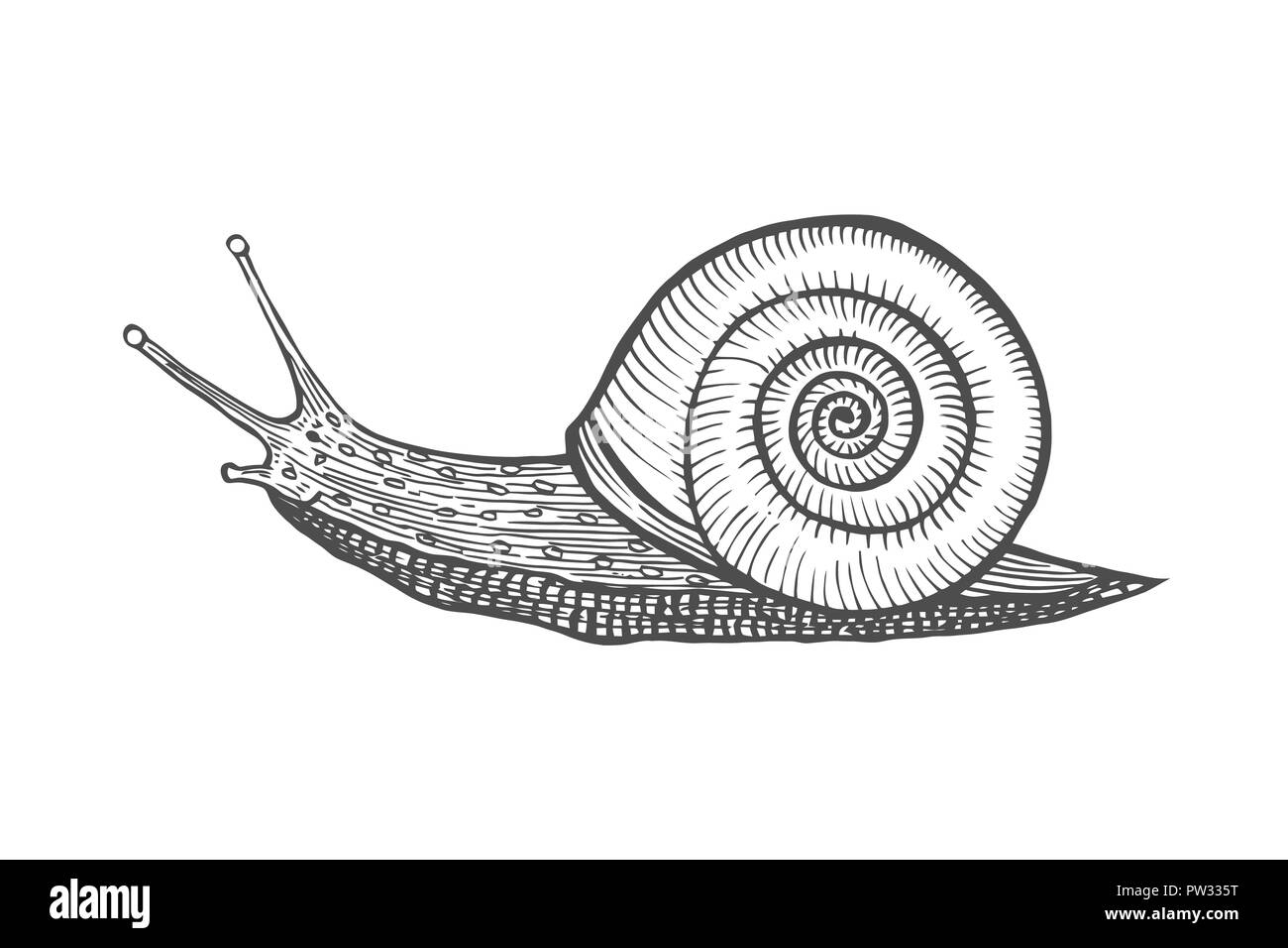 Vector antique engraving illustration of snail isolated on white background Stock Vector