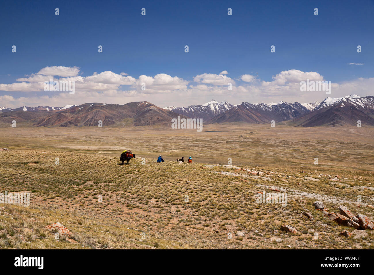 Kyrgyz herders with yak packed for expedition from Keng Shiber to Kara Jilga, Pamir Mountains, Gorno-Badakhshan, Tajikistan. Stock Photo