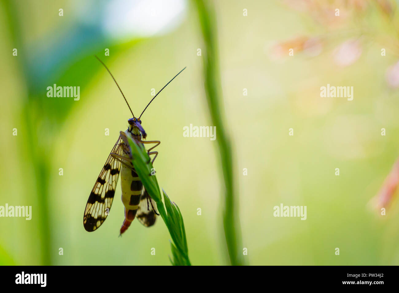 Closeup of a Panorpa communis, the common scorpionfly, resting in a colorful meadow Stock Photo