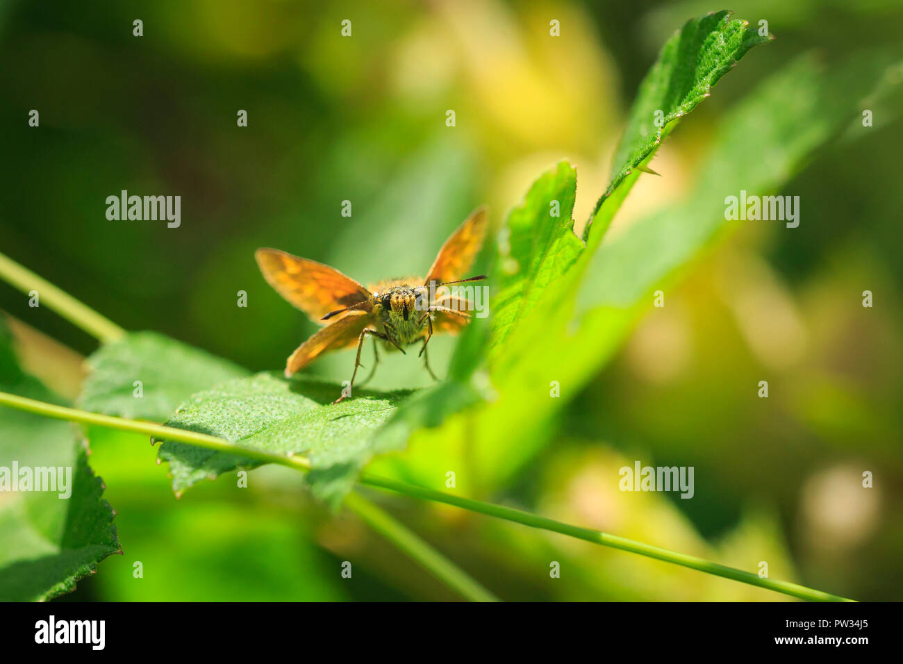 Closeup of a large skipper (Ochlodes sylvanus) butterfly perced and resting Stock Photo