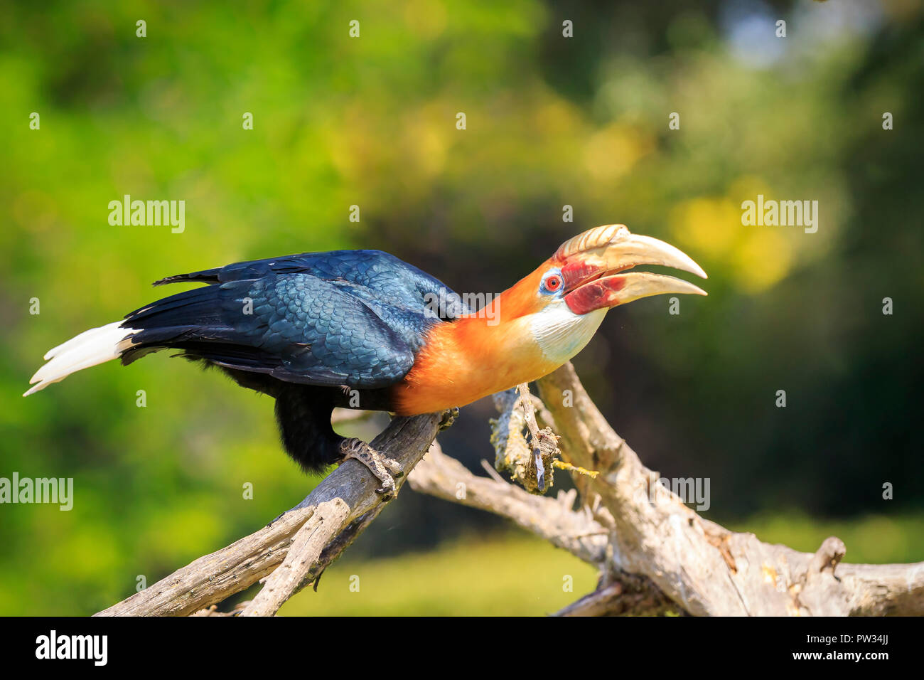 Closeup portrait of a male Blyth's hornbill Rhyticeros plicatus, or Papuan hornbill in a green rain forest. This bird is native to the Moluccas, New G Stock Photo