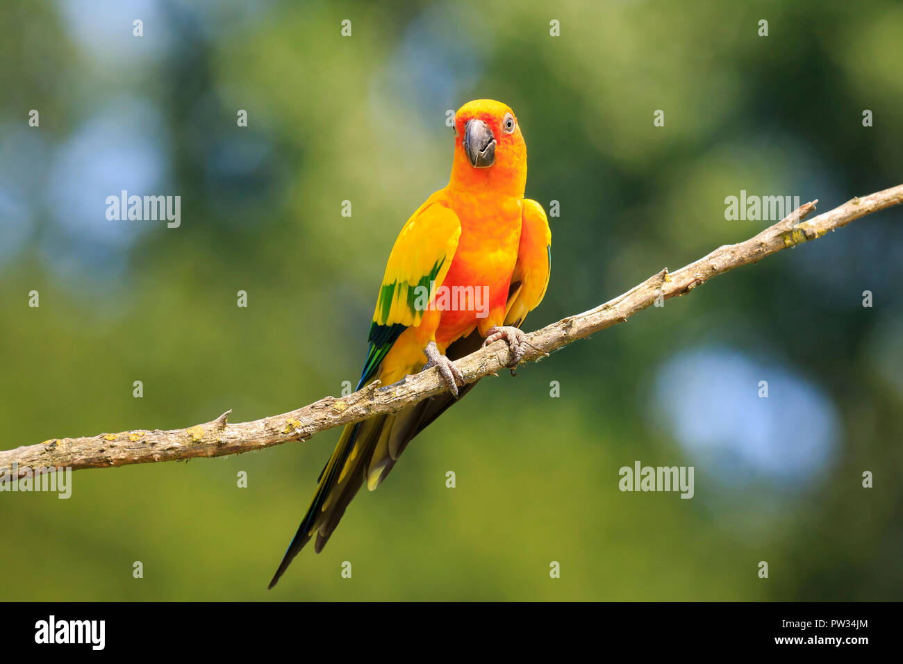 Closeup of sun parakeet or sun conure Aratinga solstitialis, bird. It is a medium-sized, vibrantly colored parrot native to northeastern South America Stock Photo