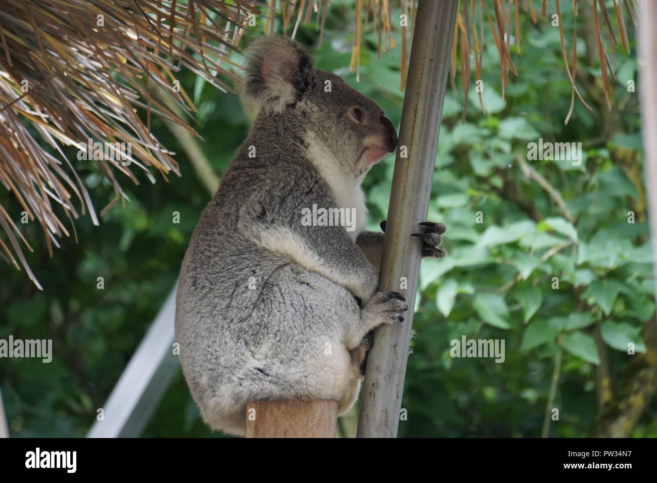 A fluffy koala bear hanging on a tree branch at the zoo and showing his magnificent profil Stock Photo