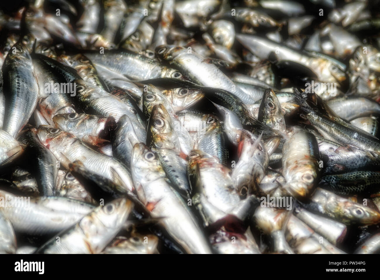 Africa fish canning hi-res stock photography and images - Alamy