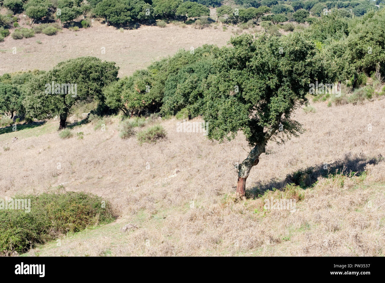 Harvested cork oak trees in a field (Quercus Suber). Near Bosa, Sardinia, Italy Stock Photo