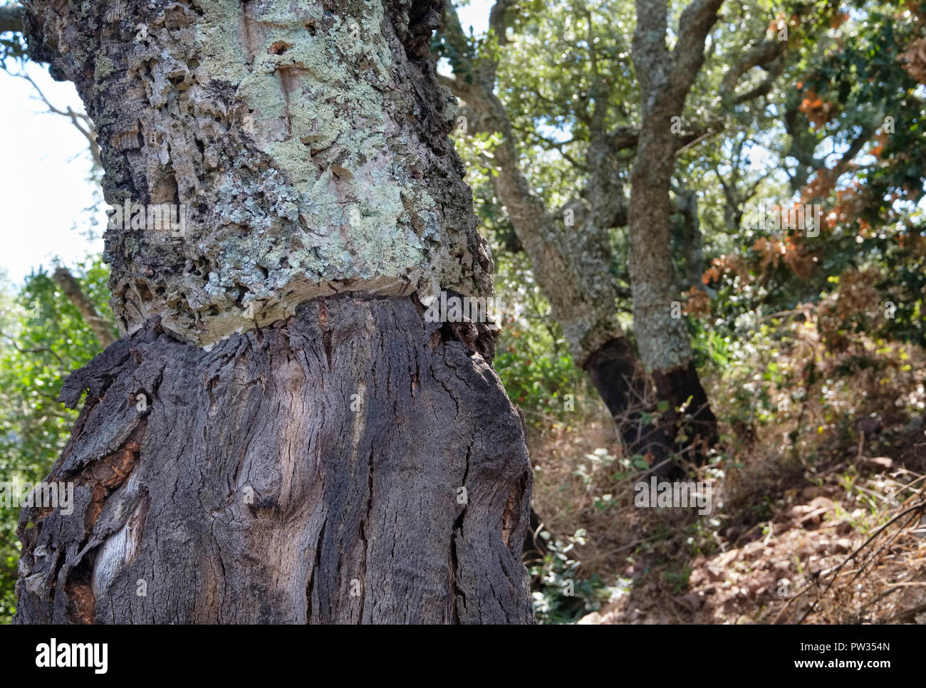 Close up of harvested cork oak tree (Quercus Suber). Near Bosa, Sardinia, Italy Stock Photo