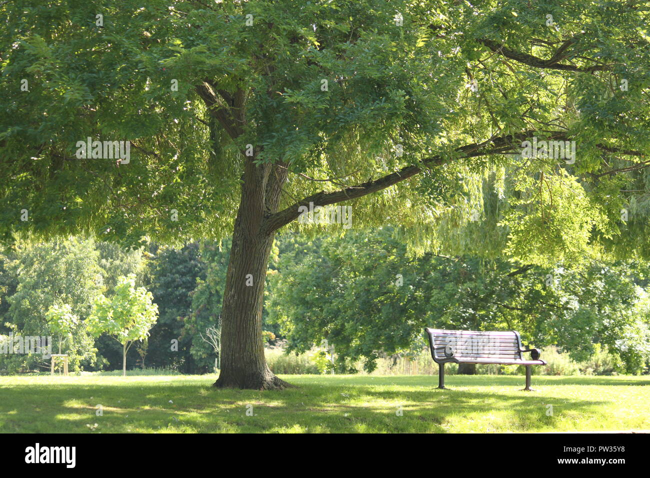 Bench under tree deals