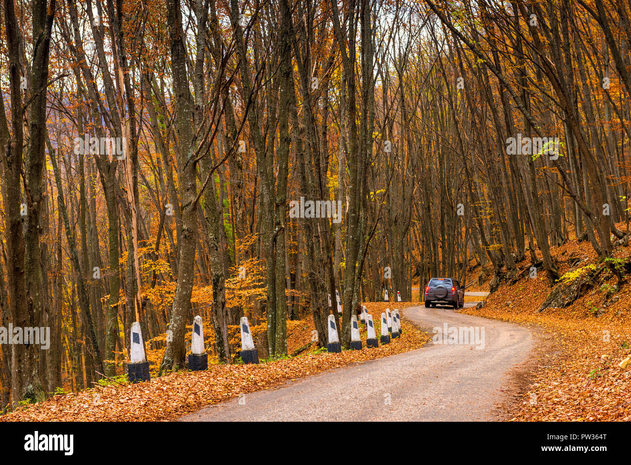 A car drives along a winding mountain road on a fall day surrounded by forest Stock Photo