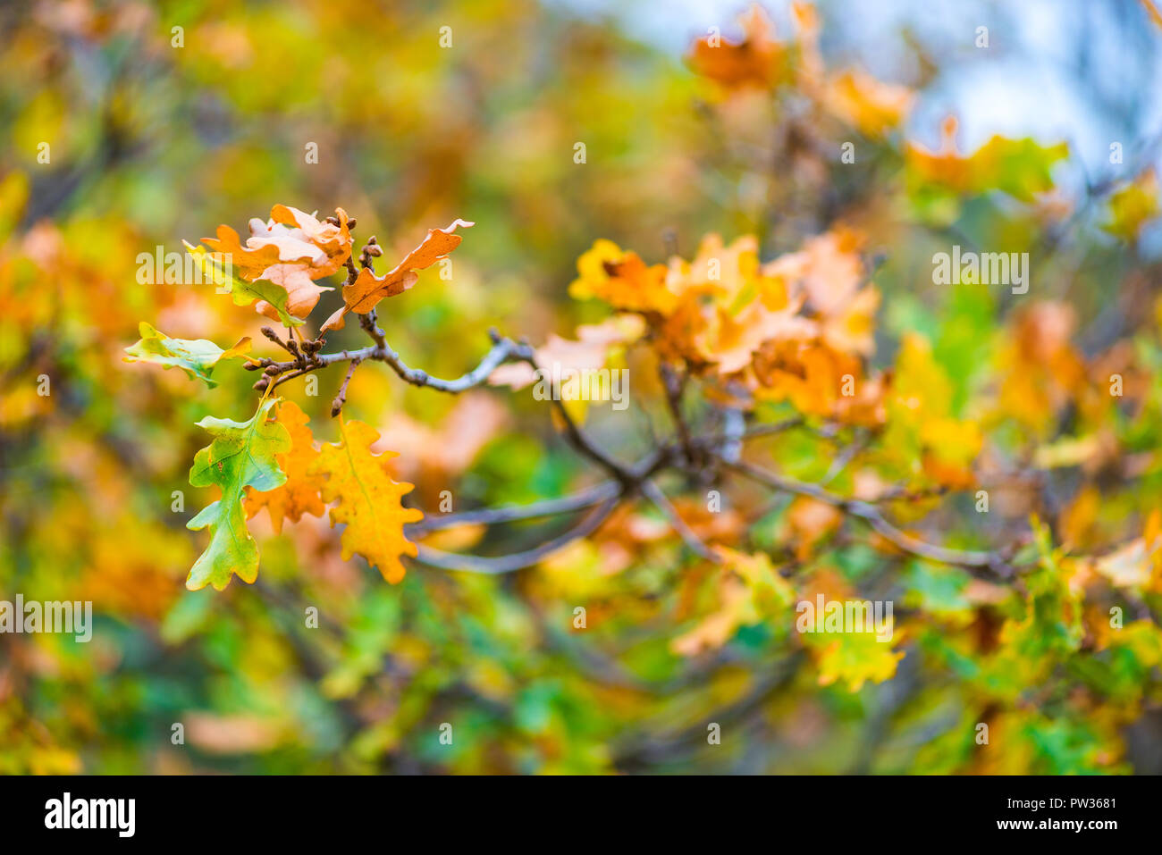 branch of an oak tree with yellow autumn leaves Stock Photo - Alamy