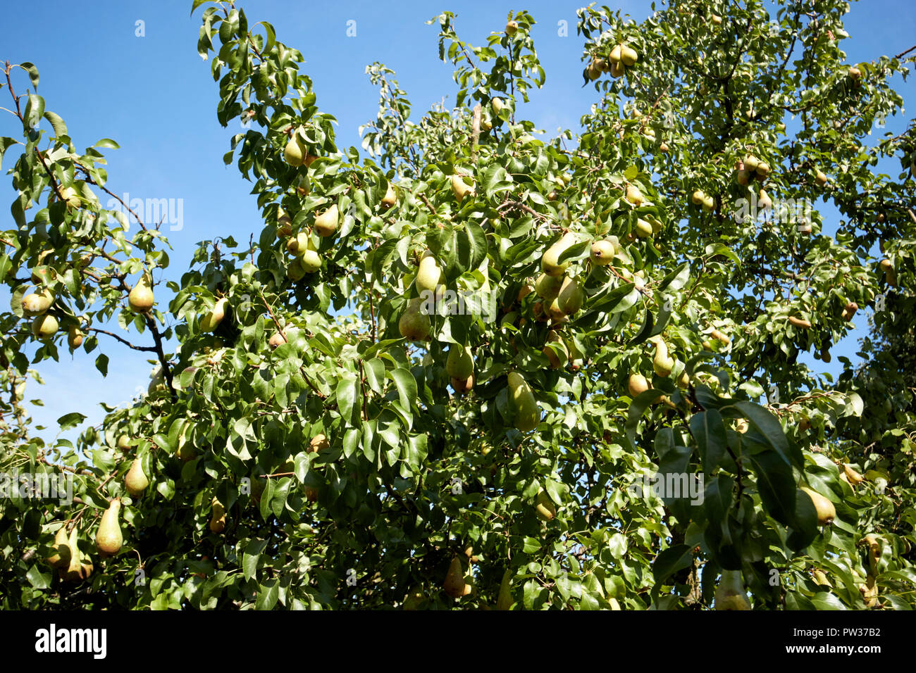 ripe pears growing on a garden pear tree after hot summer in Liverpool Merseyside England UK Stock Photo