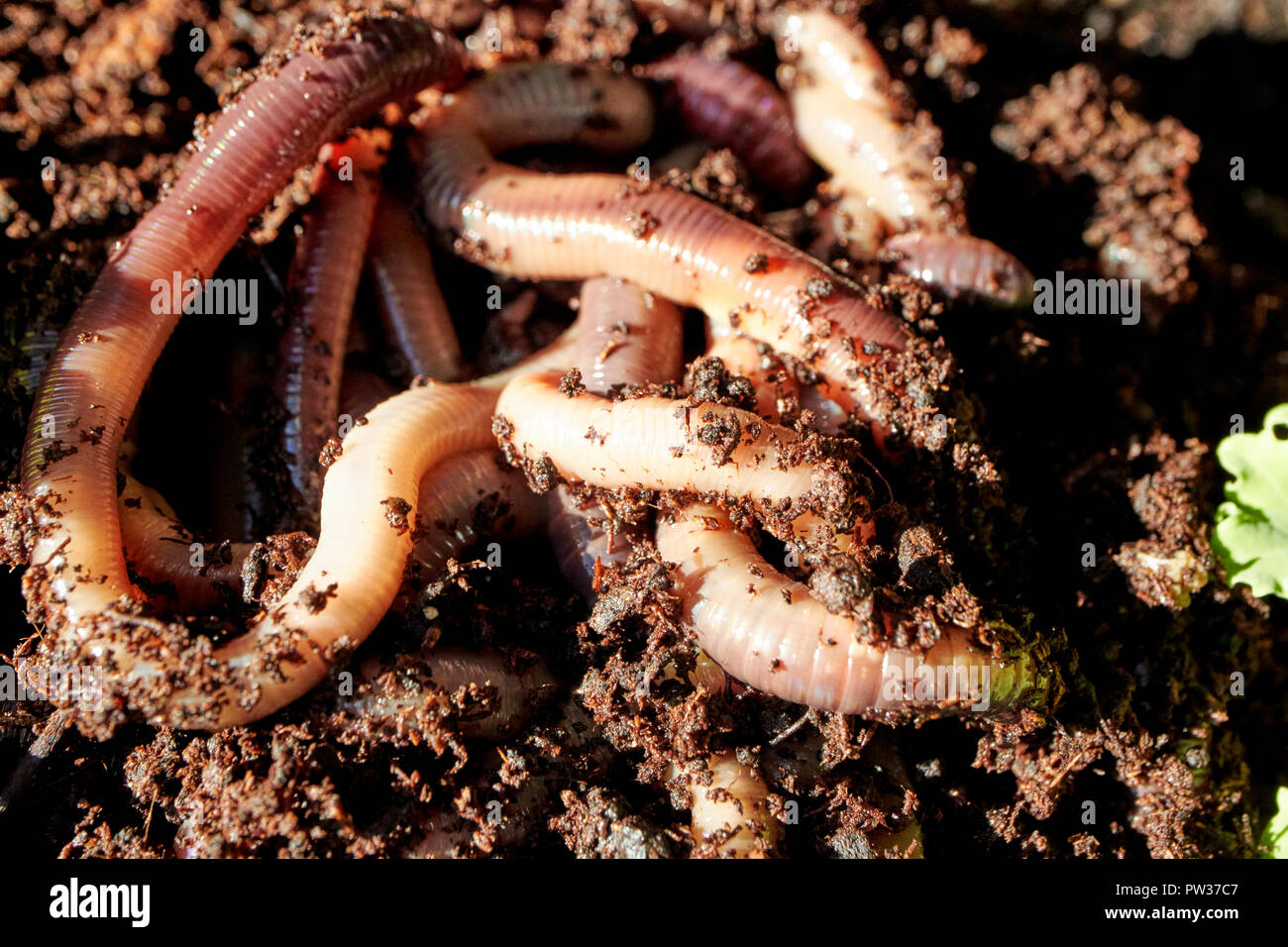 pile of earthworms in soil Stock Photo