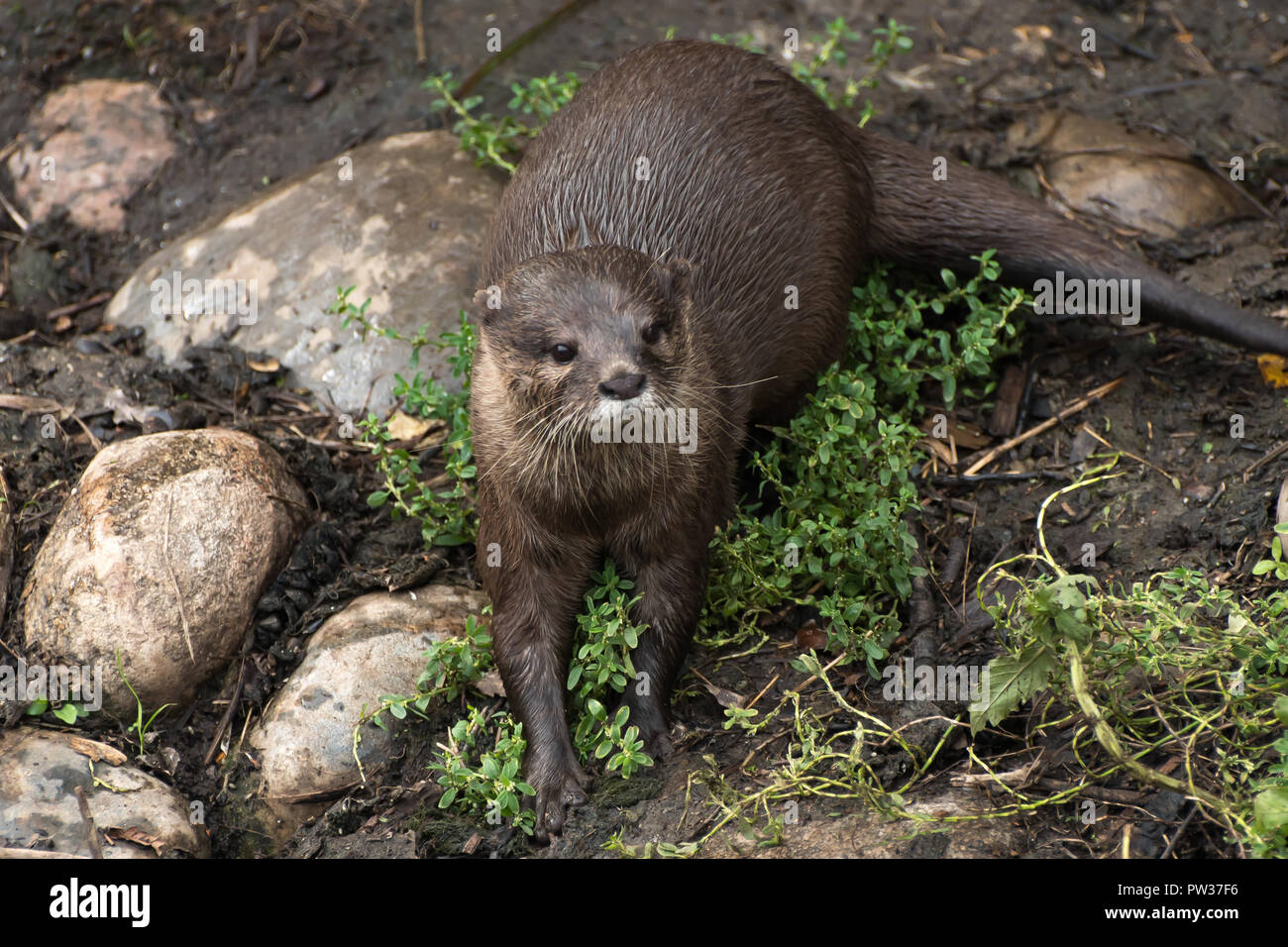Young otter posing after feeding on fish Stock Photo