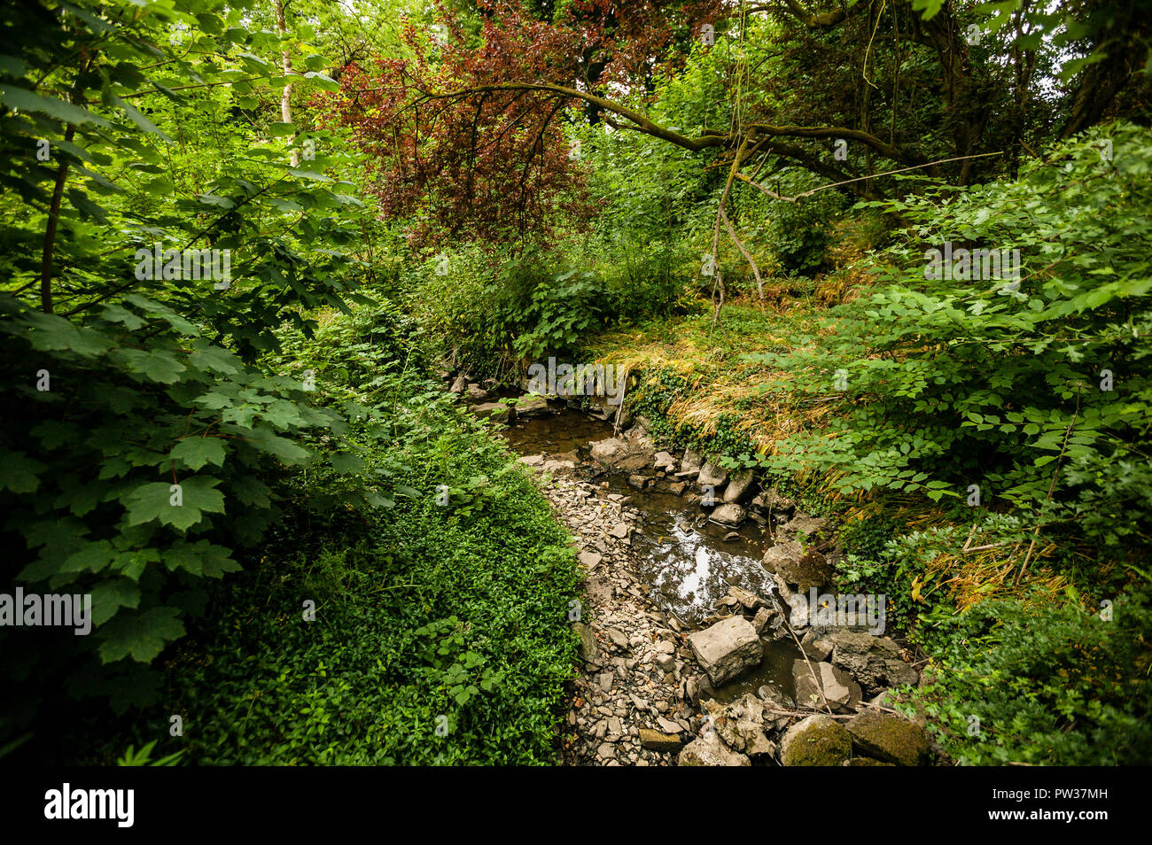 Rocky stream bed at Farnham Estate, County Cavan, Ireland Stock Photo