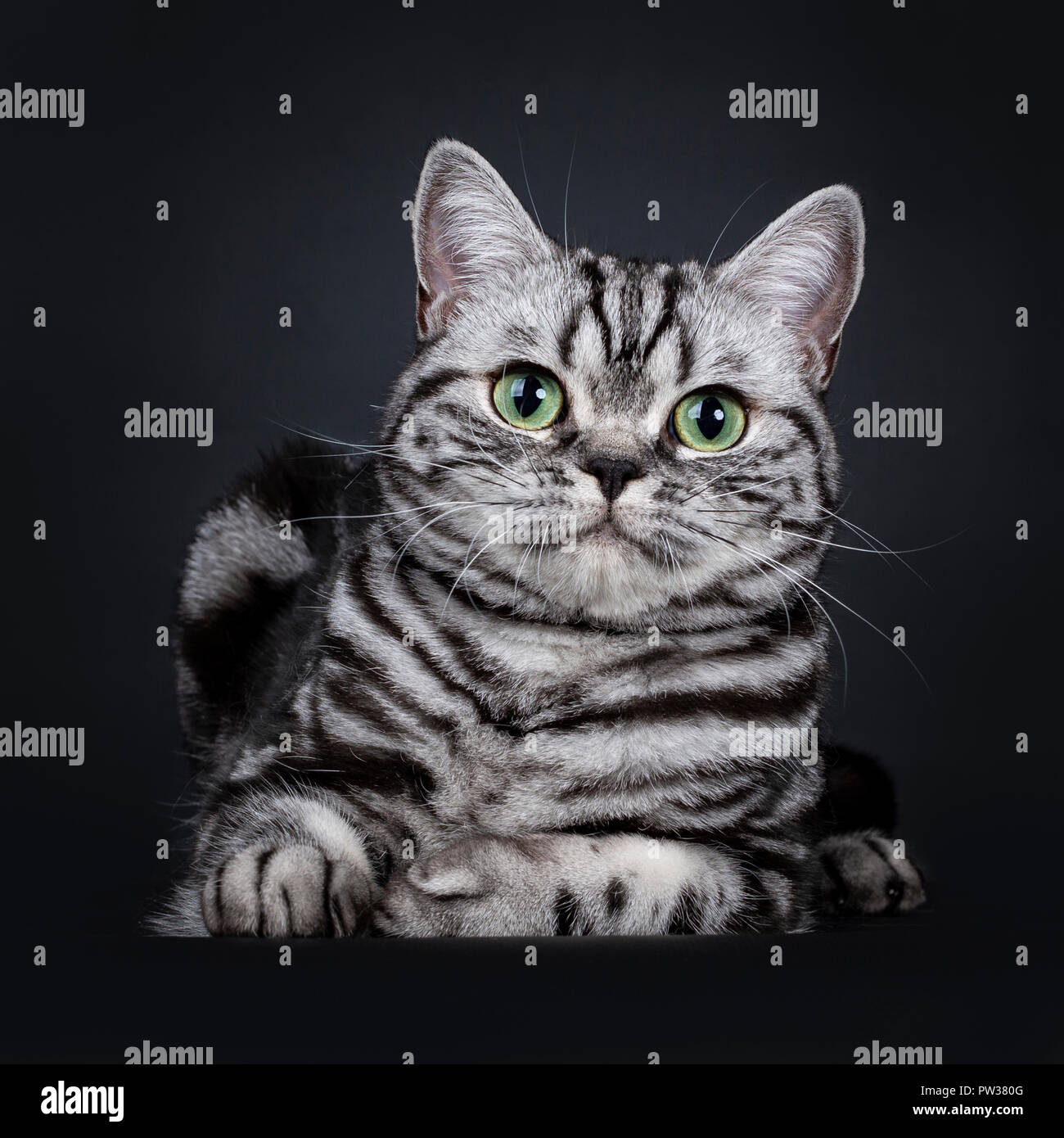 Excellent Black Silver Tabby Blotched Green Eyed British Shorthair