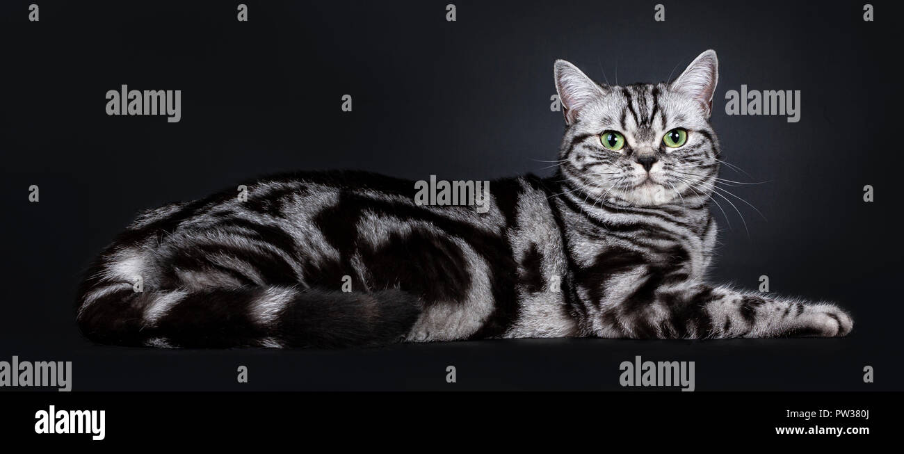Excellent Black Silver Tabby Blotched Green Eyed British Shorthair